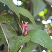 Macrosolen parasiticus (L.) Danser